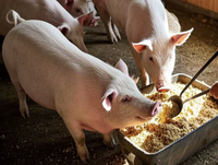 Hachoir à aliments pour bétail haute puissance, coupe-légumes multifonctionnel, hachoir à légumes, distributeur de nourriture pour poulets domestiques