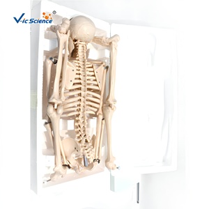 Modelo de <span class=keywords><strong>Esqueleto</strong></span> Humano de 85 cm a Medio Cuerpo, 200 Huesos, Articulado de PVC, para Enseñanza Médica, con Certificaciones CE, ISO, ROHS y CNAS - Product Image 4
