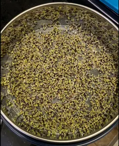 Plateau de semis en acier inoxydable de cm, Kit de culture de graines de blé frais, Broccoli biologique, graines alfa