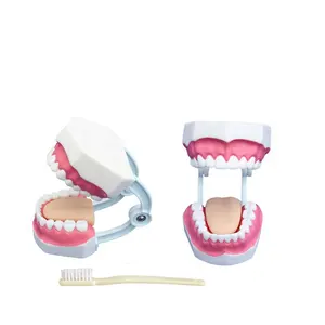 Krankenhaus Medizin wissenschaft liche Ausbildung Zahnpflege praxis Dental Study Modell Zahn zahn modell für Zahnärzte und Schulen