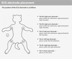 Tragbarer Veterinär-Intensivstations-EKG-Patientenmonitor mit CE-Zertifizierung Klasse II für Hunde/Katzen/Kaninchen - Product Image 6