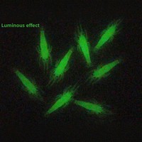 Leurre souple bionique lumineux de 4 cm en forme de crevette avec hameçon pour la pêche au poisson-chat et au bar en eau douce et en eau de mer
