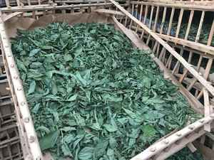 Molokhia Mulukhiyah triturado de alta calidad, semillas frescas, hierbas, especias, jengibre directamente de nuestras granjas en Egipto supervisadas por nuestro equipo - Product Image 5