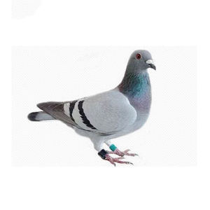 Cina produttore di <span class=keywords><strong>Chip</strong></span> <span class=keywords><strong>Rfid</strong></span> Anello Del Piede di Piccione di Inseguimento Anello <span class=keywords><strong>Tag</strong></span> per il monitoraggio degli animali - Product Image 6