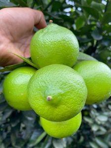 Vietnam Agricultura Premium Limones frescos sin semillas Proveedor mayorista Exportador de alta calidad - Product Image 4