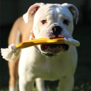 Corde noeud chien remorqueur jouet feutre interactif os pour animaux de compagnie chiot jouets pour animaux de compagnie mâcheurs os-forme chien mâcher formation jouets - Product Image 2