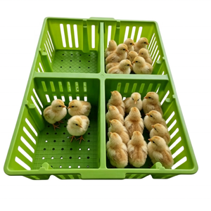 Jaula de Transporte de Pollo de Plástico de Grado Comercial con 4 Compartimentos y Ranuras de Ventilación para el Transporte de Alimentos para Aves de Corral - Product Image 3