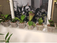 Filet de jardinage perforé robuste en plastique transparent écologique avec bord large pour pots de plantes, idéal pour l'hydroponie, l'aquaponie et les orchidées à domicile