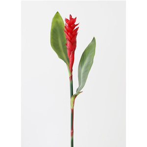 The Healing Power Of Ginger Flower For Your Health Alibaba Com