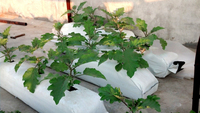 Sacs de culture intérieure organique et secs, 24 pièces, emballages utiles pour la croissance de fruits de Coco