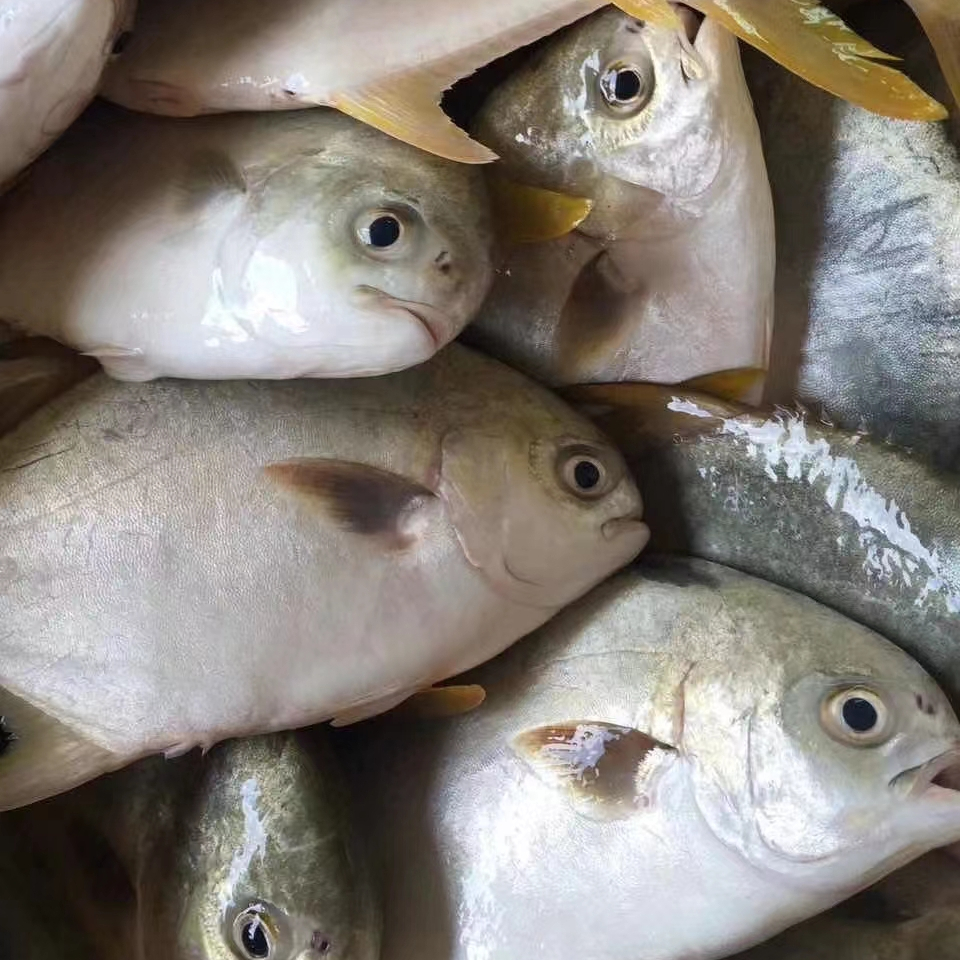 Penjualan laris pompano emas ikan beku harga pabrik pertanian Tiongkok keriuhan emas pompano fozen emas pomfret