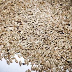 הקנריים זרע לציפור להאכיל - Product Image 6