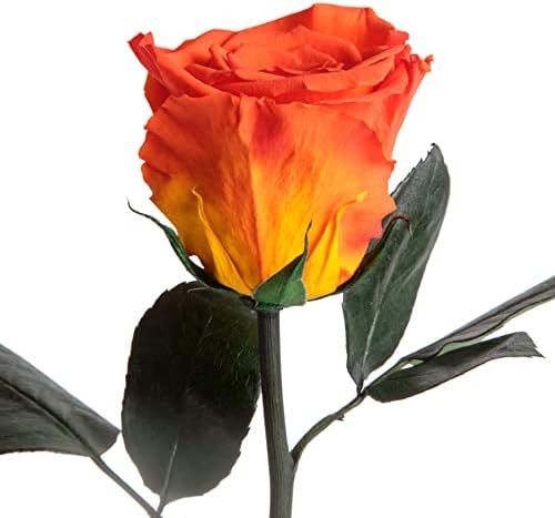 Orange-30