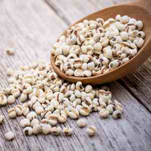 Meilleur Choix Graines de Coix Séchées du Vietnam (Adlay) - Haute Qualité Prix de Gros Premium Sans Coquille Durée de Conservation 12 Mois - Product Image 2