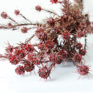 Tulipán <span class=keywords><strong>Gesneriana</strong></span> Preservado al por Mayor, Tulipán Australiano Natural Preservado para Decoración del Hogar - Product Image 4