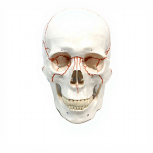 颅骨缝合模型（带编号）PVC材质VIC-SCIENCE品牌 - Product Image 4
