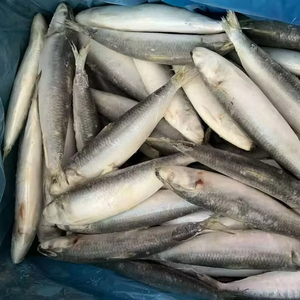 X26228 Sardine, poisson de fabrication, surgelé <span class=keywords><strong>en</strong></span> mer, meilleur prix, sardine à capture légère pour le marché, sardine surgelée IQF, 60-80 pièces - Product Image 1