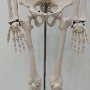 Enseñanza anatómica <span class=keywords><strong>de</strong></span> PVC para ciencia médica, 200 <span class=keywords><strong>huesos</strong></span>, 85cm, modelo <span class=keywords><strong>de</strong></span> esqueleto humano <span class=keywords><strong>de</strong></span> Anatomía con órganos internos <span class=keywords><strong>de</strong></span> Calvarium extraíbles - Product Image 5