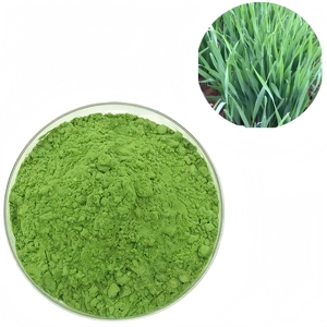Proveedor de Fábrica, <span class=keywords><strong>Precio</strong></span> al por Mayor, Polvo de Jugo de <span class=keywords><strong>Cebada</strong></span> de Grado Alimenticio, Empaque OEM - Product Image 1