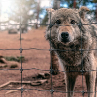 Cerca para Animales de Granja 2025, Cerca para Cabras, Ciervos, Ganado, Caballos, Ovejas, Cerca para Campos y Praderas