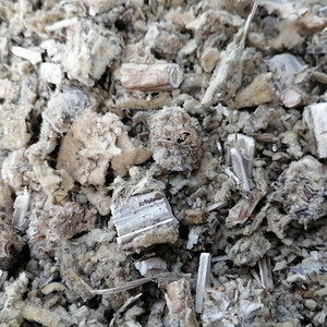 Precio barato natural Flores secas de <span class=keywords><strong>Verbascum</strong></span> Thapsus Flor de <span class=keywords><strong>Verbascum</strong></span> Thapsus rota para la venta - Product Image 1