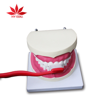 Modèle de dent dentaire médical soins Infirmiers modèle dent modèle d'allaitement