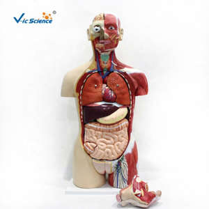 मानव टोर्सो एनाटोमिकल मॉडल मानव अंगों को पढ़ाने के लिए पुरुष और महिला ओपन-बैक लक्जरी मस्कुलर ट्रंक मॉडल 85 सेमी - Product Image 1