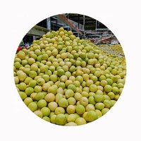 SHARP DRAGON Verse Honing Pomelo |   Premium citrusvruchten graad 1, 10kg doos, levering aan wereldwijde kopers