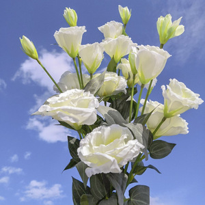 Ramo de Lisianthus Haoche, Flores de Seda Blancas, Accesorios para Bodas, Decoración del Hogar - Product Image 3