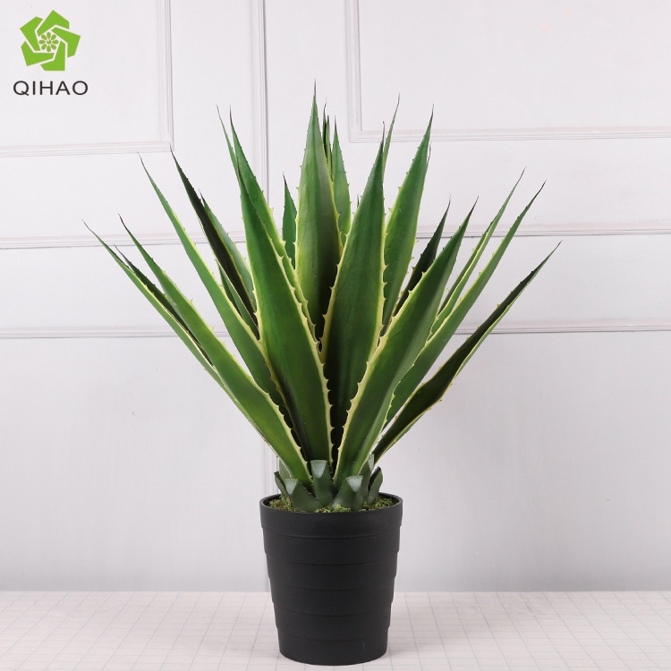 Agave 82 cm, 25 feuilles, vert