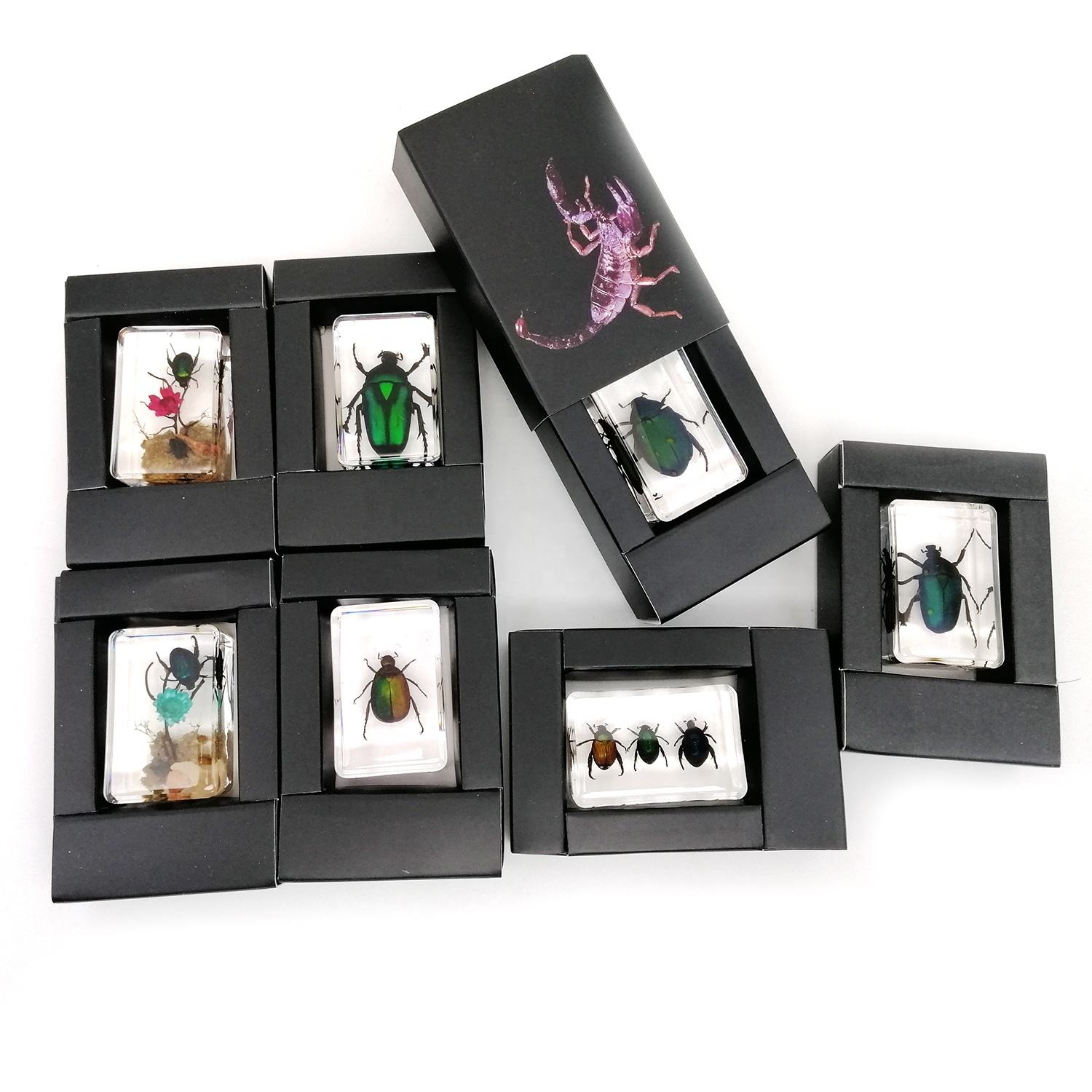 Fermacarte Insetti Resina Fermacarte Insetti In Resina TOPBATHY - Campioni Scientifici Decorativi Trasparenti Oggetti Decorativi Ufficio