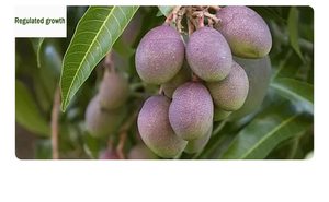 <span class=keywords><strong>Fongicide</strong></span> multi-site protecteur pour la gestion de la résistance, fournisseur chinois d'oxine-cuivre SC pour les raisins - Product Image 3