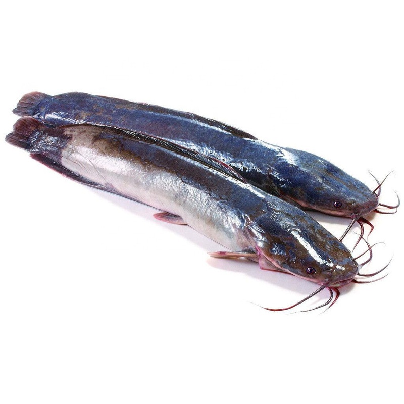 Frozen Tilapia Exporter