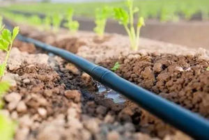 Tubería de Riego por Goteo HDPE de 16mm para Agricultura, Grosor de 0.6mm, Tubería de Goteo en Línea, Tubería de Riego por Goteo Redonda, Precio - Product Image 3