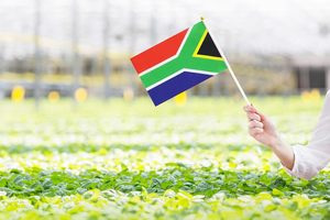 Paquete de 100 banderas de palo sudafricanas Mini <span class=keywords><strong>Bandera</strong></span> de País Nacional Superior redonda de banderas pequeñas de mano de <span class=keywords><strong>Sudáfrica</strong></span> - Product Image 3