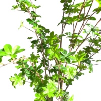 Enkianthus Quinqueflorus Bonsaï, plantes artificielles de haute qualité au toucher réel, arbre à cloche pour la décoration intérieure et extérieure