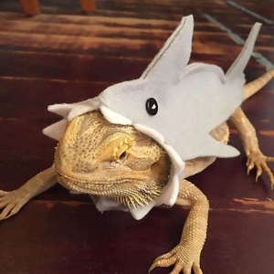 Jouet interactif en feutre doux fait main motif requin pour dragon barbu, lézard, caméléon, iguane et autres reptiles – Offre spéciale - Product Image 4