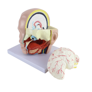 Человеческая голова с моделью мозговой артерии, модель анатомии головы с мозгом - Product Image 2