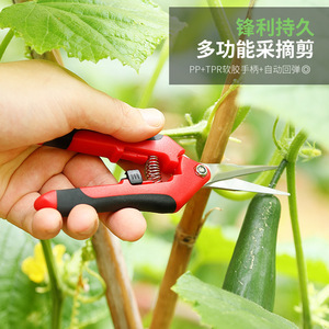 Sécateur manuel Pinheng en acier inoxydable 10-20 mm pour la taille des arbres fruitiers et légumes - Product Image 1