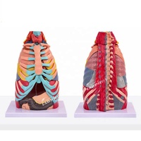Modelo Anatómico Avanzado de Cavidad Torácica con Laringe, Pulmón, Corazón, Hígado y Fígado Pulmonar, y Simulador de Demostración Respiratoria