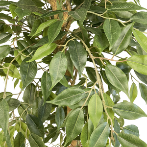 Haute qualité réaliste <span class=keywords><strong>japonais</strong></span> Fruticosa arbre bonsaï ficus torsadé dans des pots <span class=keywords><strong>en</strong></span> céramique pour les arrangements saisonniers intérieurs <span class=keywords><strong>en</strong></span> gros - Product Image 3