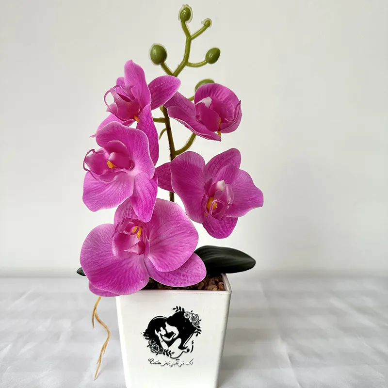 Mini Bonsai 5 Flower Heads Real Touch Orchid Flower Bonsai Phalaenopsis Orchid Plant Set Real Touch Flower