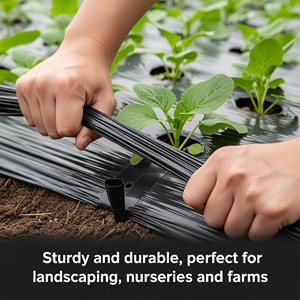 <span class=keywords><strong>Film</strong></span> de paillage agricole en PLA de 25 microns pour fraises, <span class=keywords><strong>film</strong></span> de paillage noir avec trous, contrôle des <span class=keywords><strong>mauvaises</strong></span> <span class=keywords><strong>herbes</strong></span>, résistant aux UV - Product Image 1