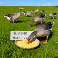 Poudre multivitaminée de qualité alimentaire - Prémélange de vitamines hydrosolubles pour l'alimentation des volailles, du bétail et de l'aquaculture