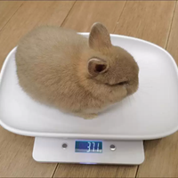 Balance numérique multifonctionnelle pour animaux domestiques Balance électronique réutilisable LCD pour petits animaux en acier inoxydable en plastique pour la cuisine