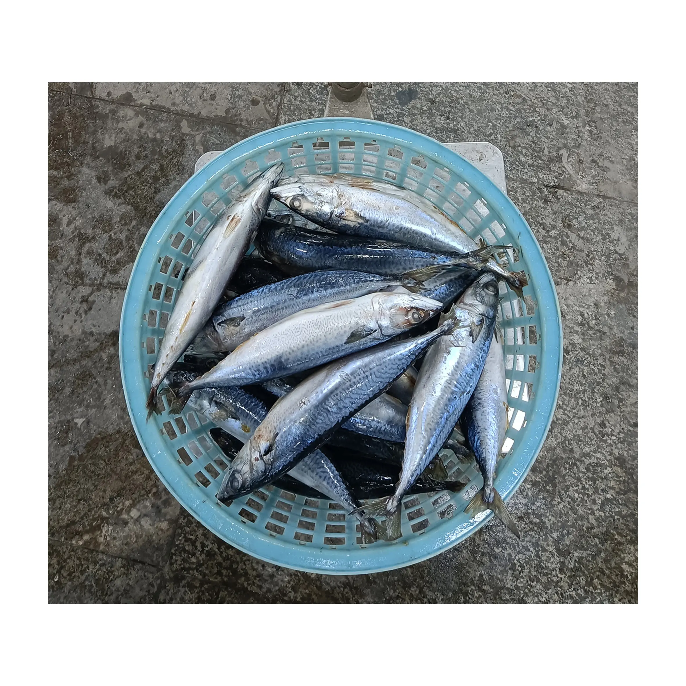 M23 300-500g frozen mackerel China origin Big Size Frozen Pacific Mackerel Fish Scomber Japonicus