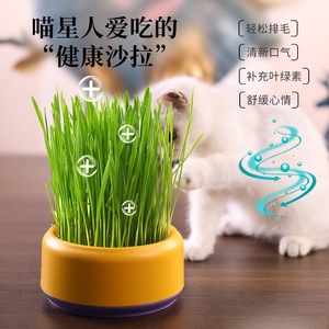 Maceta de diseño original para hierba gatera, caja de cultivo hidropónico para hierba gatera, semillas de hierba gatera, remedio para bolas de pelo de gato, fábrica de artículos para mascotas - Product Image 1