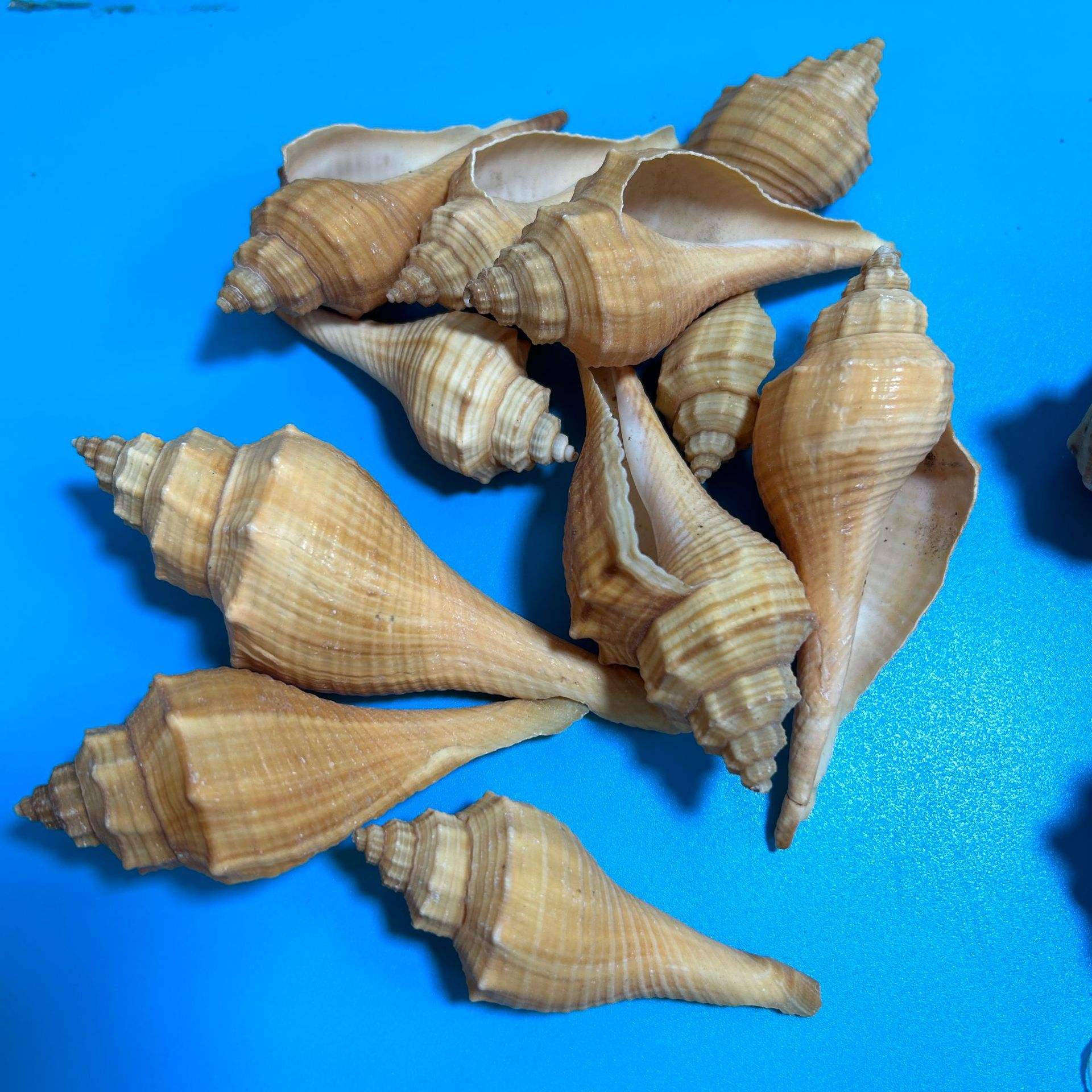 Escargot torche 6-10cm 05kg