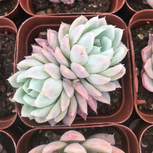 Suculentas Azules, <span class=keywords><strong>Echeveria</strong></span> de 2.8 Pulgadas, Planta de Interior, Venta al por Mayor para Viveros - Product Image 5