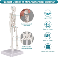 Modelo de Esqueleto Humano de PVC de 45 cm con Músculos y Columna Vertebral, Certificado CE/ISO, para Uso en Escuelas de Medicina